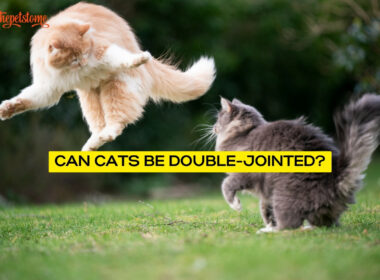 Can Cats Be Double-Jointed