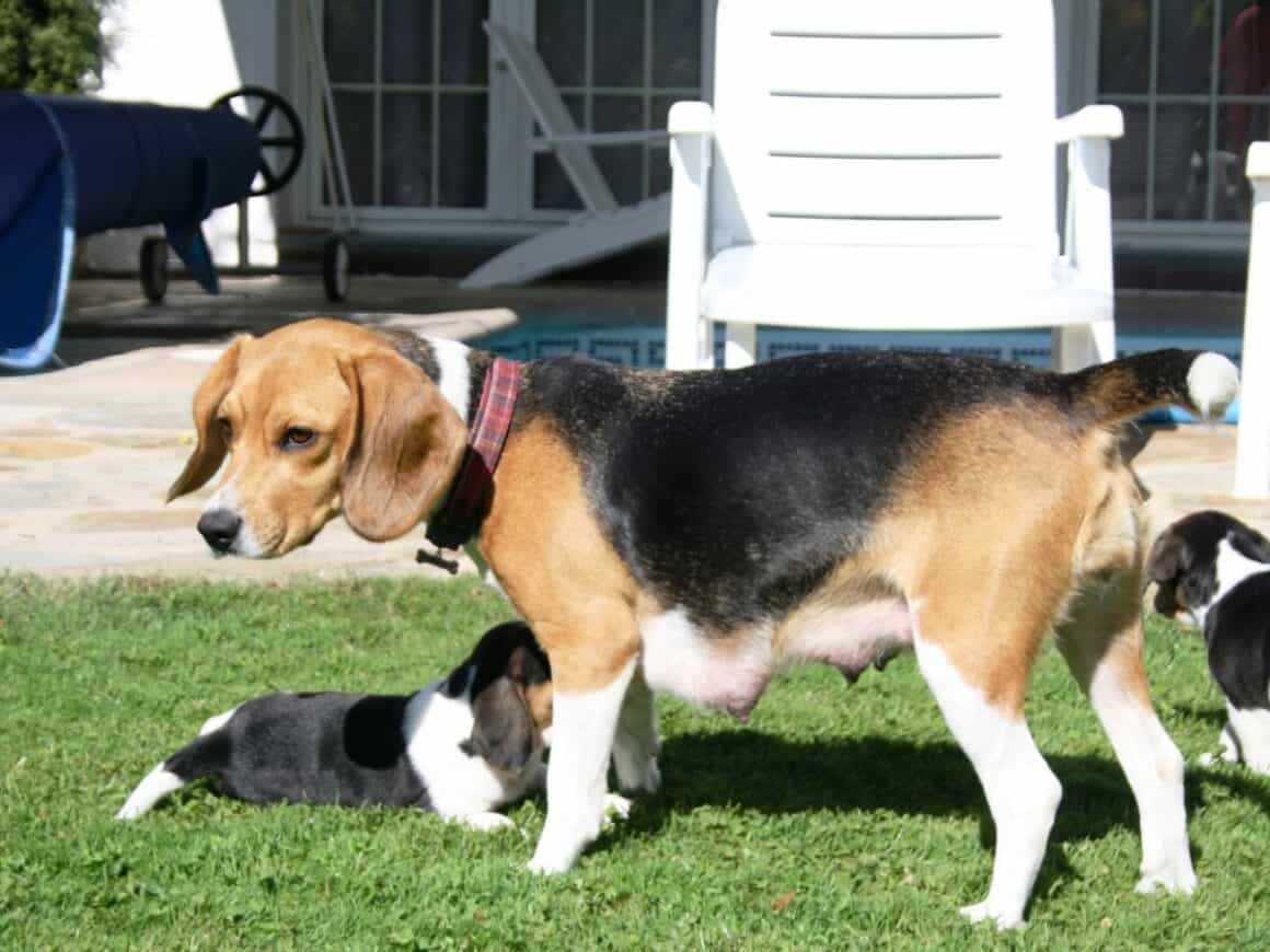 Can Epsom Salts Help To Dry Up Dog’s Milk? ThePetsTome