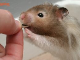 Can Hamsters Eat Crickets