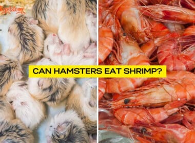 Can Hamsters Eat Shrimp
