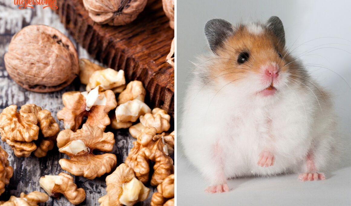 Can Hamsters Eat Walnuts