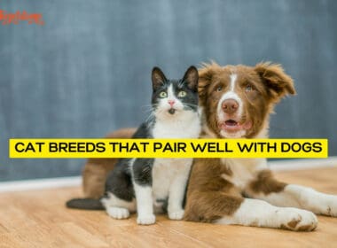 Cat Breeds That Pair Well With Dogs
