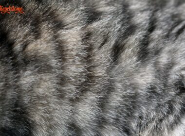 Cat Fur Looks Separated