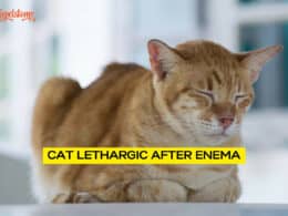 Cat Lethargic After Enema