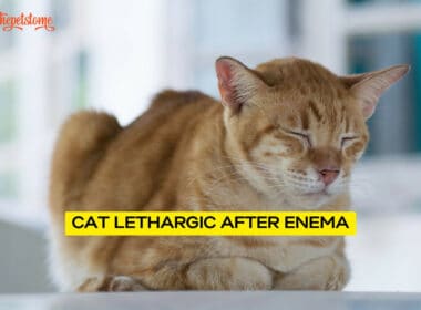 Cat Lethargic After Enema