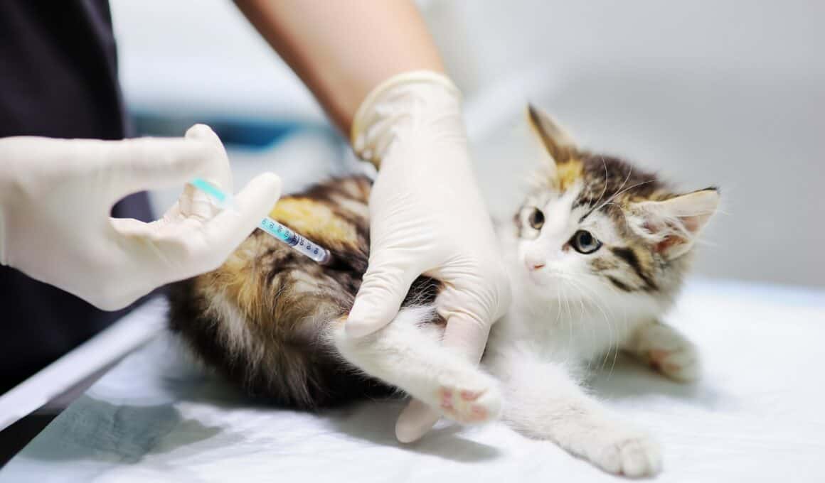 Cat Not Eating After Convenia Injection