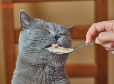Cat Only Eating 100 Calories A Day