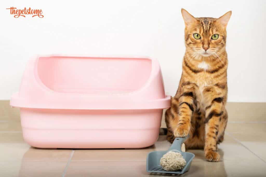 The Best Cat Litters For Heavy Urination (2023) ThePetsTome