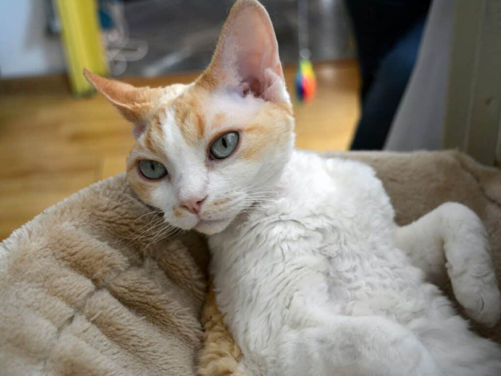 Devon Rex Cats