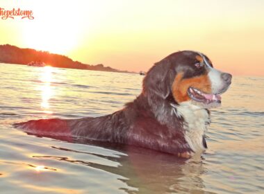 Do Bernese Mountain Dogs Like Water