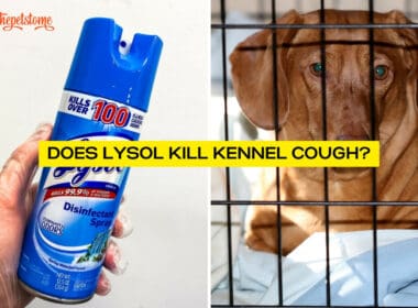 Does Lysol Kill Kennel Cough