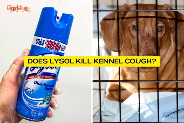 Does Lysol Kill Kennel Cough