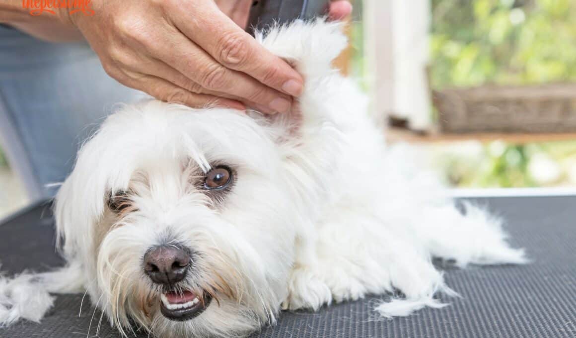 How To Handle Razor Burn On Your Dog’s Privates