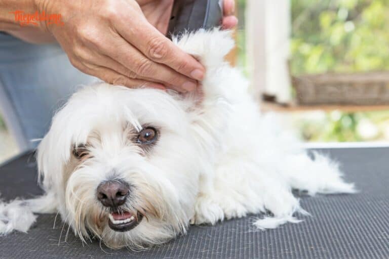 How To Handle Razor Burn On Your Dog’s Privates