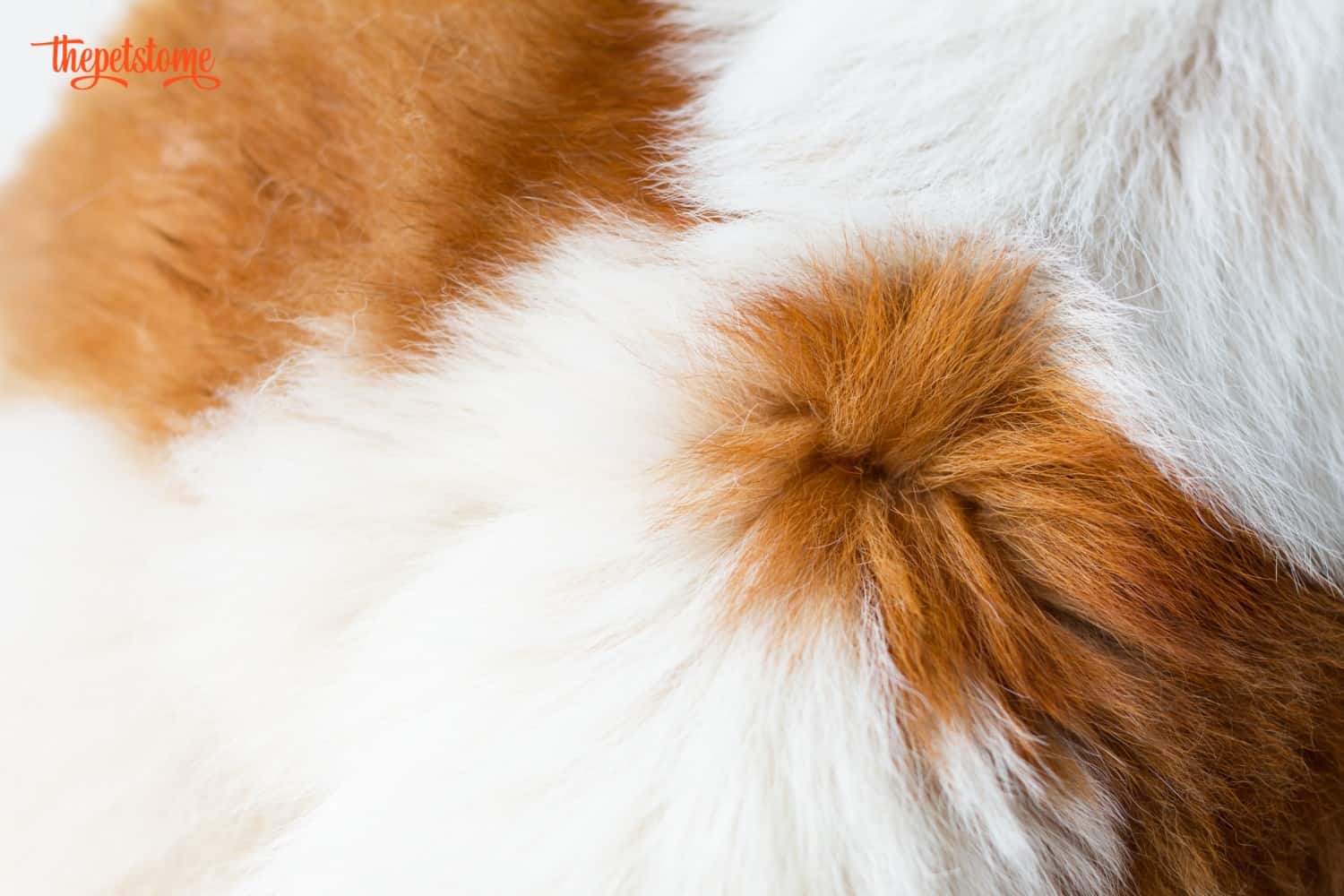 How to Stop Dog Shedding Short Hair Guide) ThePetsTome