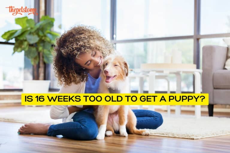 Is 16 Weeks Too Old To Get A Puppy