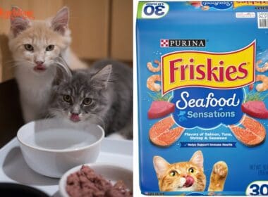 Is Friskies Good For Kittens