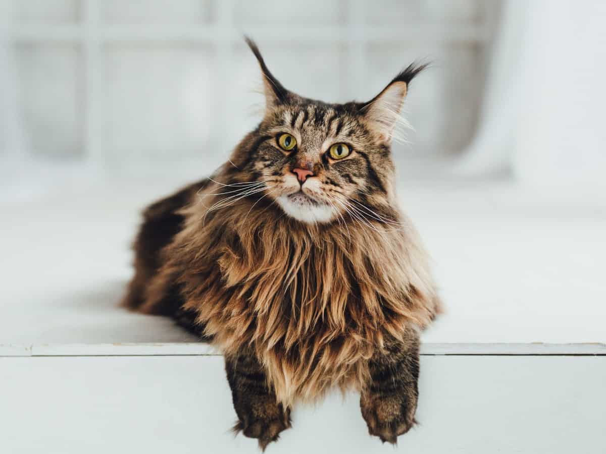 Maine Coon Cats
