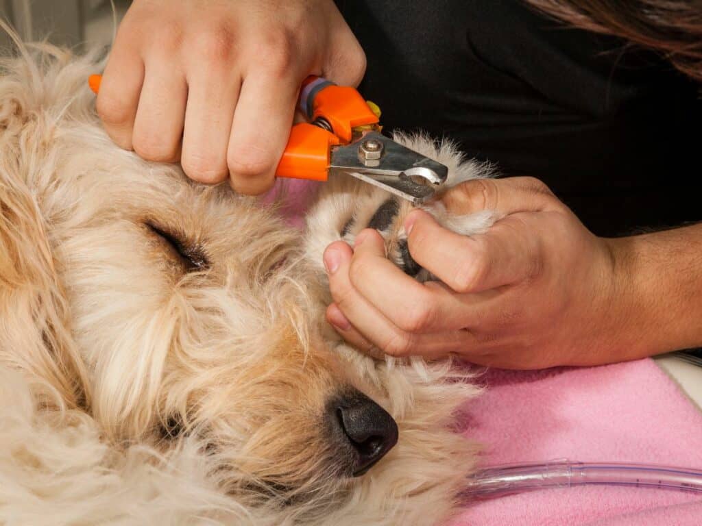 Quicking Dog Nails Under Anesthesia