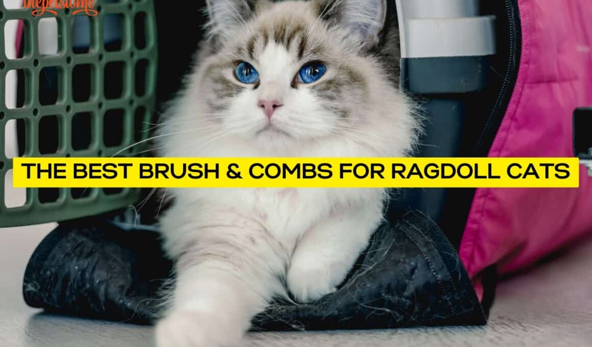 The Best Brush & Combs For Ragdoll Cats