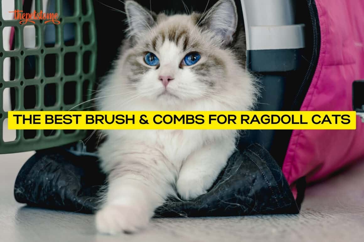 The Best Brush & Combs For Ragdoll Cats