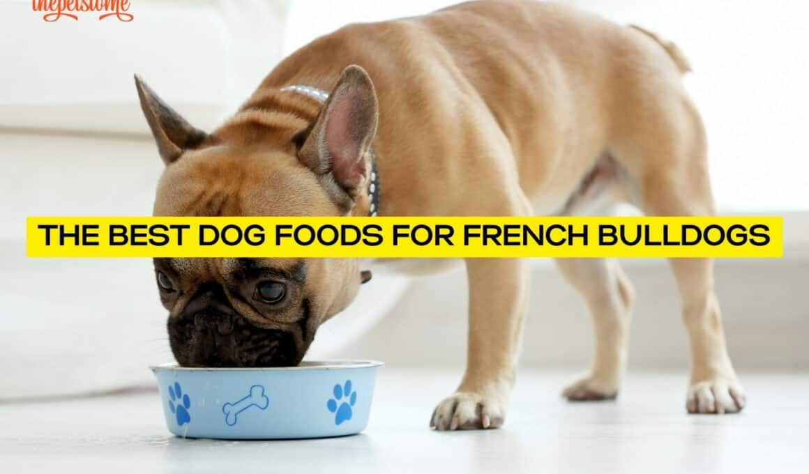 The Best Dog Foods For French Bulldogs