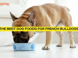 The Best Dog Foods For French Bulldogs
