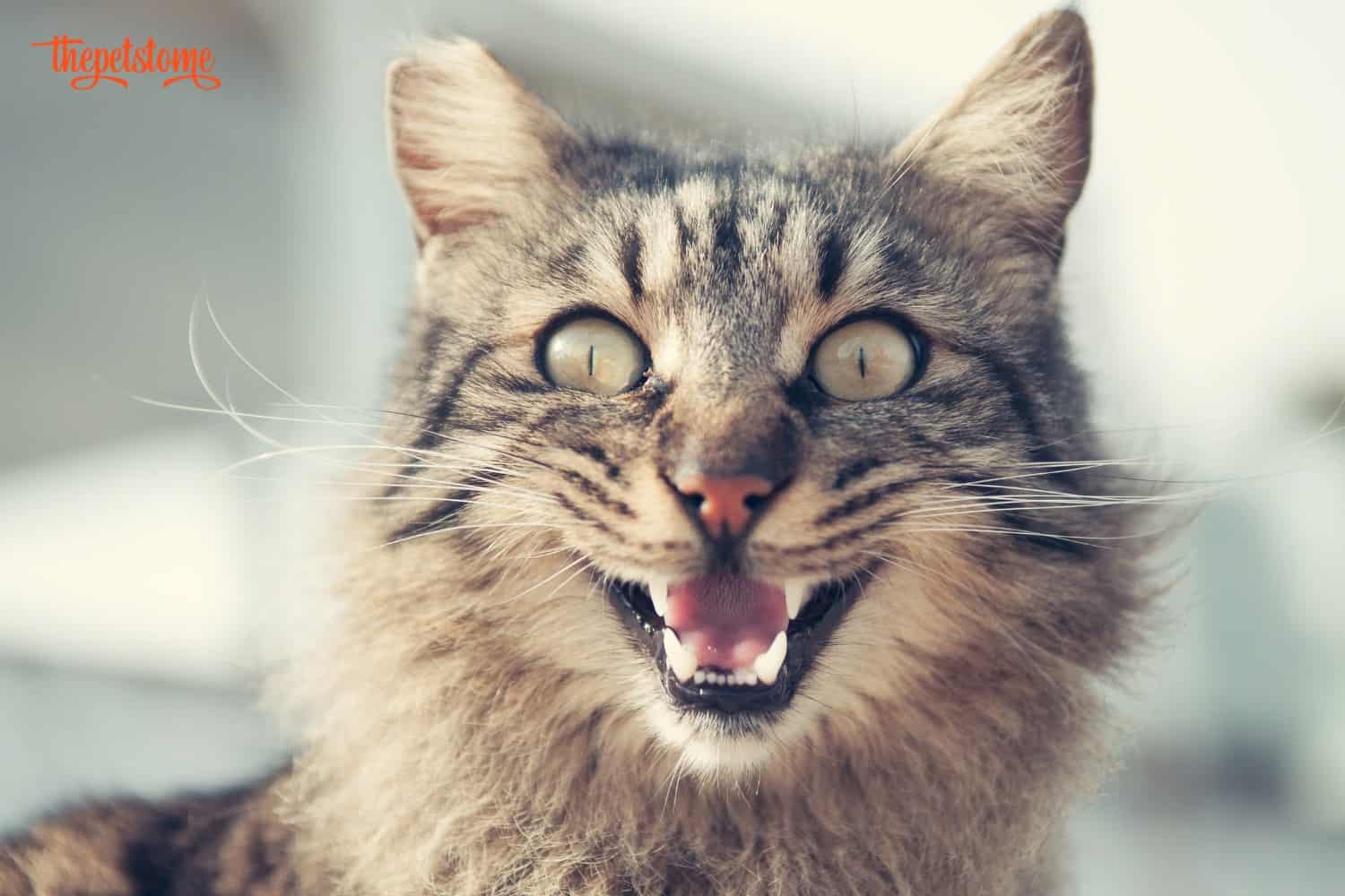 What Does It Mean When a Cat Opens Its Mouth at You