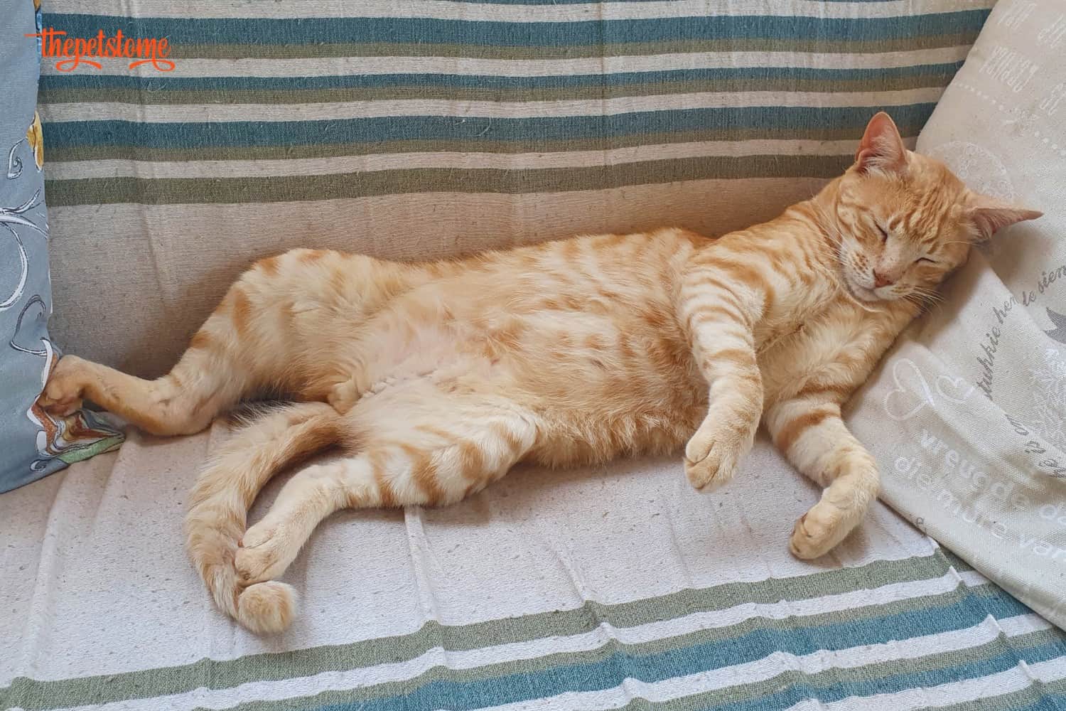 Why Does My Cat Sleep On His Back With His Legs Open? | ThePetsTome