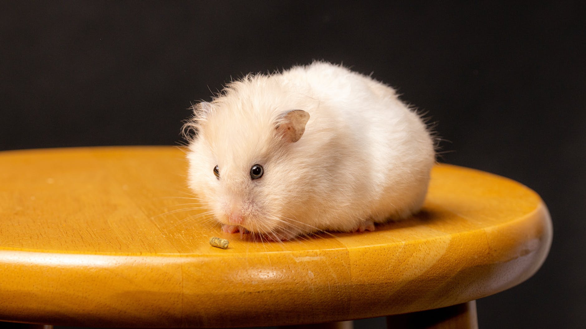 a close up shot of a hamster on a bar stool