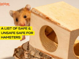 A List Of Safe & Unsafe Safe For Hamsters