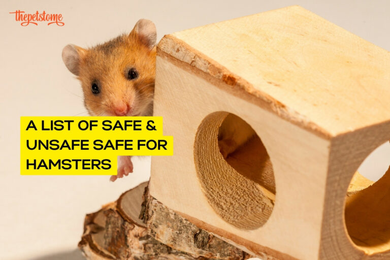 A List Of Safe & Unsafe Safe For Hamsters