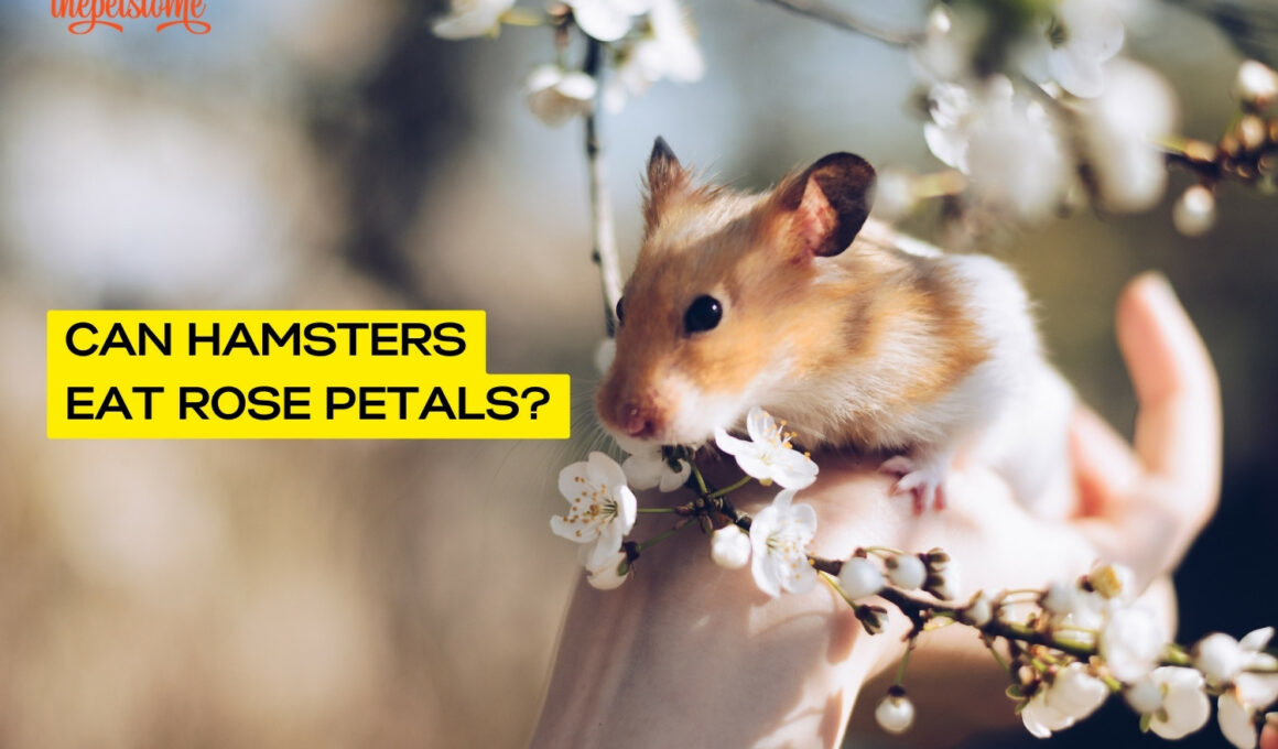 Can Hamsters Eat Rose Petals