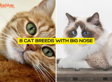 8 Cat Breeds With Big Nose