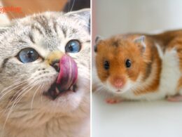 Do Cats Eat Hamsters