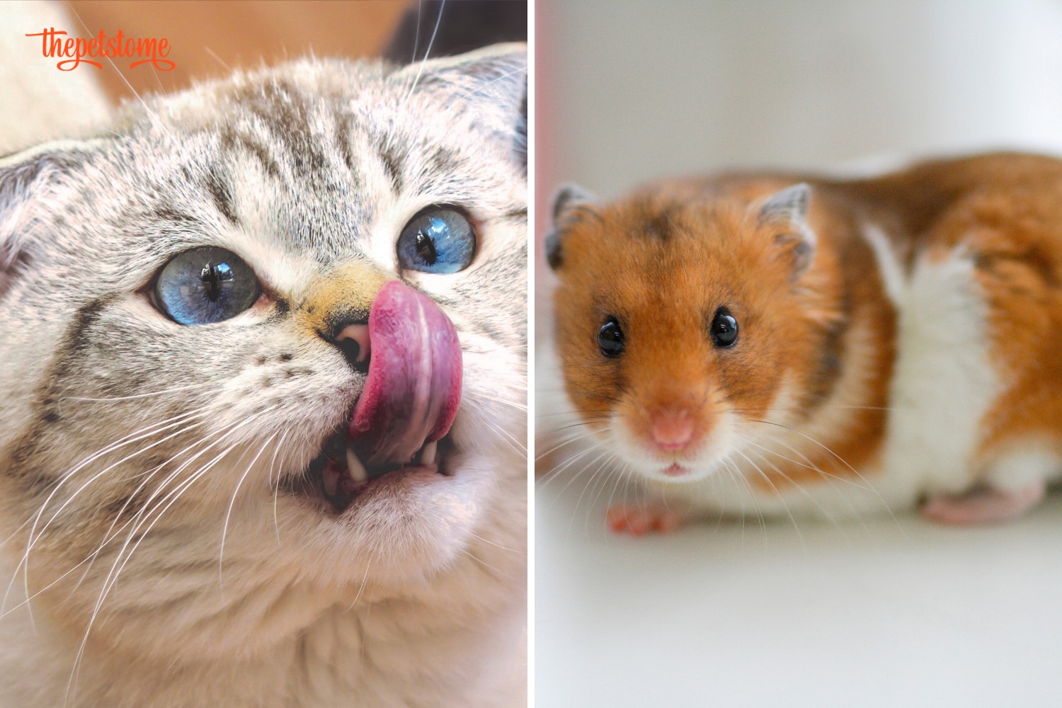 Do Cats Eat Hamsters