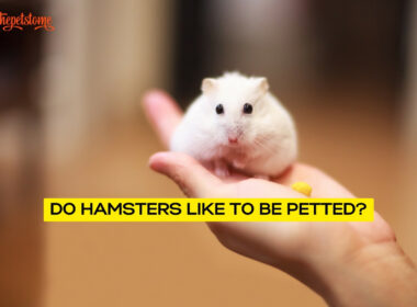 Do Hamsters Like To Be Petted