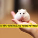 Do Hamsters Like To Be Petted