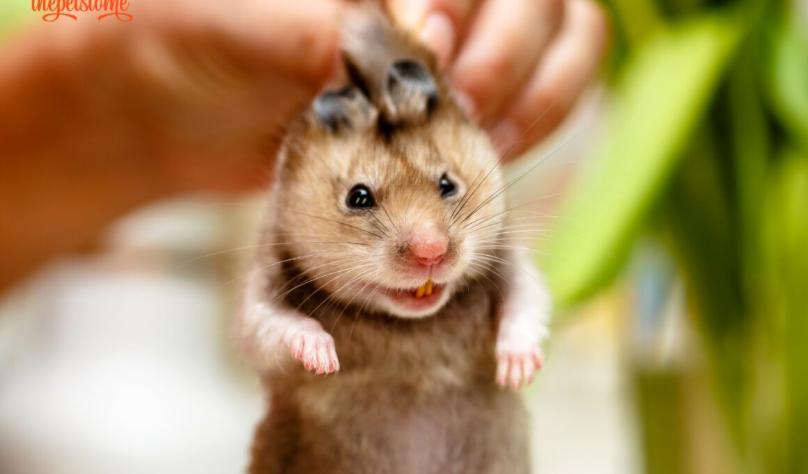 Hamster Chattering Teeth