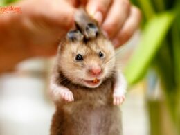 Hamster Chattering Teeth