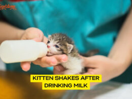 Kitten Shakes After Drinking Milk