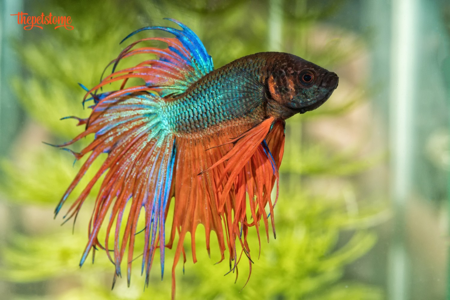 Are 82 Degrees Too Hot For Betta Fish