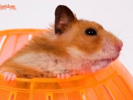 Are Hamster Ball Safe For Hamsters