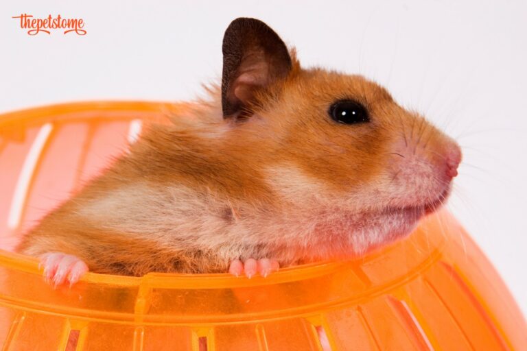 Are Hamster Ball Safe For Hamsters