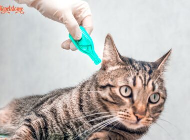 Cat Won't Stay Gentle For Flea Medicine
