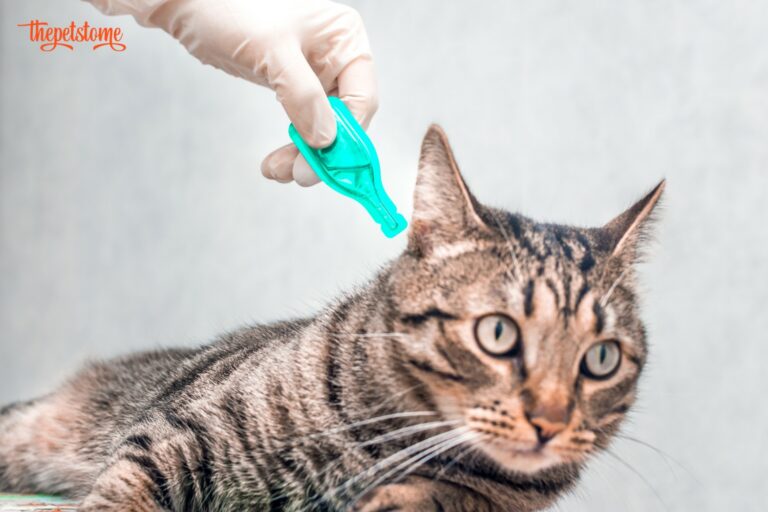Cat Won't Stay Gentle For Flea Medicine