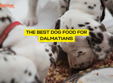 The Best Dog Food For Dalmatians