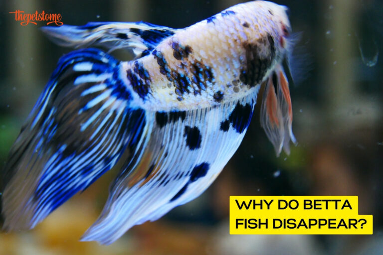 Why Do Betta Fish Disappear