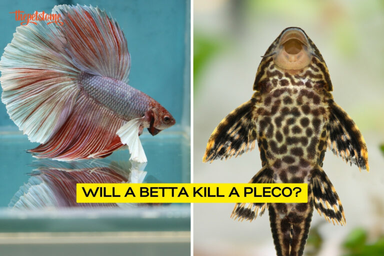 Will A Betta Kill A Pleco