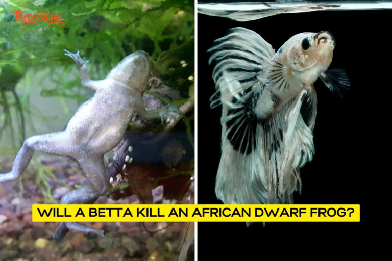 Will A Betta Kill An African Dwarf Frog